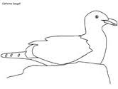 In case you don\'t find what you are. Seagull Coloring Pages