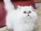 Chinchilla persian kittens for sale - May 2020