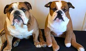 Custom Stuffed Animal Of Your Pet Plush Dogs Cats Cuddle Clones Custom Stuffed Animal Cat Cuddle Plush Dog