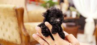 Mini toy japanese poodle for sale, verry playful amazing with kids and other dogs loves the garden all vaccines and microchip are up to date for more info feel free to message me. Toy Teacup Poodle For Sale Best Available Discount Online