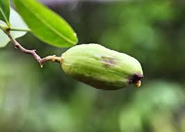 Image result for Secamone