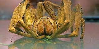 Die spinne saß in einer bananenkiste aus kolumbien und floh am freitag beim auspacken der früchte. Entwarnung Bananenspinne War In Wirklichkeit Riesenkrabbenspinne