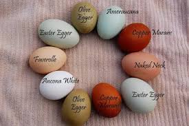 The Variety Of Colors Of Chickens Eggs Is Surprising And