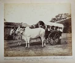 Indian Bullock Cart with Passengers ...