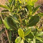 Image result for Warburgia ugandensis