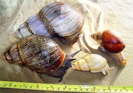 Achatina Snail Achatina Photogallery Giant African Land Snails Giant Snail Snail