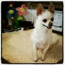 Since 1978 we have been lovingly caring for pets. Pet Lodge Pet Resort Pet Store