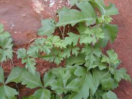 Image result for Cissus faucicola