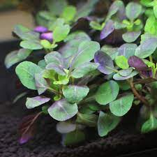 Lobelia Cardinalis Dwarf Freshwater Live Aquarium Plants Bunch Buy2get1free Ebay Live Aquarium Plants Planted Aquarium Freshwater Aquarium Plants