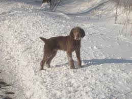 Image result for slovenský ohař hrubosrstý