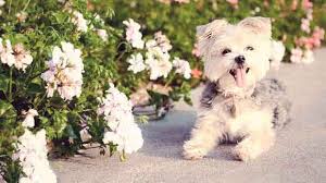 Maybe you would like to learn more about one of these? Heartgard Plus Vs Heartgard For Dogs Petcarerx