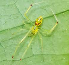 Hawaiian Happy Face Spider Facts Lesson For Kids Study Com
