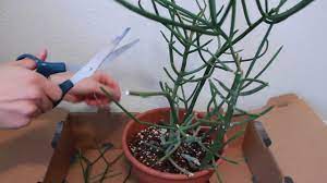 Euphorbia tirucalli, pencil cactus an unusual looking but forgiving south african plant that grows this pencil cactus is growing! Plants Trimming A Pencil Cactus Youtube