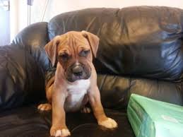 The pitbull mastiff mix may look tough, but he's one of the sweetest, gentlest dogs you can get for your family. American Bulldog Mastiff Mix Puppies For Sale Petsidi