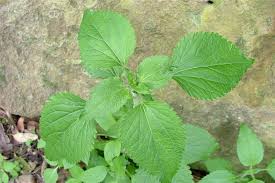 Image result for Ageratum conyzoides
