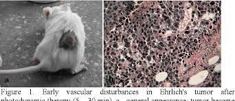 Figure 1 From Tumor Necrobiosis Study In Photodynamic Therapy With A Chlorine Type Photosensitizer On Transplanted Ehrlich S Adenocarcinoma In Mice Semantic Scholar