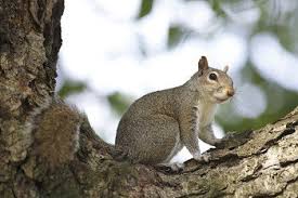 Squirrels are playful pests that can cause a lot of damage to your texas home if they invade. How To Hunt Squirrel 13 Hunting Tips Best Times Guns More Wilderness Today