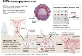 Various strains of the human papillomavirus (hpv), a sexually transmitted infection, play a role in causing most cervical cancer. Hpv Vaccines Myths And Facts Intechopen
