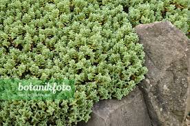 Image result for shrubby veronica hebe