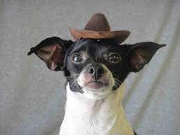 Indiana Jones Hat For Dog Or Cat Brown Color Pet Etsy Pet Halloween Costumes Dog Hat Dogs
