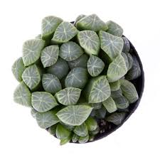 Cooperi), with less pronounced marginal spines, leaf end mostly with bristle. Haworthia Cooperi Var Pilifera Leaf Clay