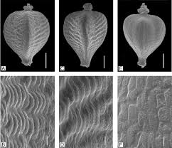 Image result for Bulbostylis sp.no.4