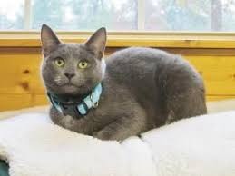 Adopt Mimi On Petfinder American Shorthair Cat Cat Adoption Russian Blue Cat