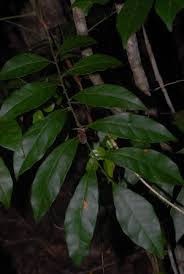 Image result for Pseudobersama