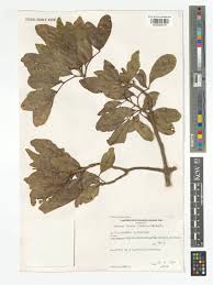 Image result for Bersama lucens