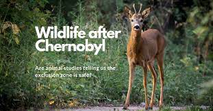 Populations of animals has increased significantly. What Happened To Wildlife After Chernobyl Understanding Animal Research Understanding Animal Research
