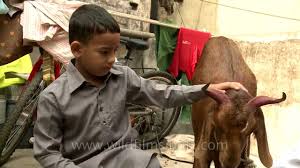 Jul 24, 2021 · read latest and breaking news from india. These Goats Are Killed And Eaten On Eid Youtube