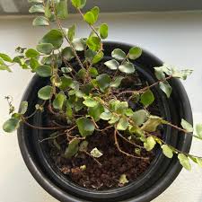 Image result for Pellaea doniana