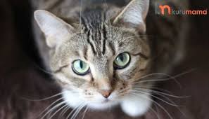 6 Adimda Kedi Bakimi Kedi Bakimi Hakkinda Bilinmesi Gerekenler Evcil Hayvan Blogu