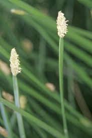 Image result for Eleocharis caduca