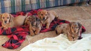 Adorable 3/4 dachshund 1/4 jack russell. Long Haired Dapple Dachshund Pets And Animals For Sale Illinois