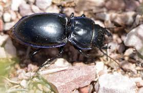 The devil's coach horse is typically 0.6 inches to 1.2 inches (17mm to 33mm) in size and has the following descriptors / identifiers: Devil S Coach Horse Beetle V Pasimachus Depressus Carnivora