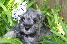 We don't see any miniature schnauzers available for adoption right now, but new adoptable pets are added every day. Adorable Akc Miniature Schnauzer For Sale In Austin Texas Classified Americanlisted Com