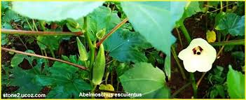 البامية او القناوية او الملوخية او المسكي المغذي واستخدامت Abelmoschus Esculentus الخضروات النبات معلومان عامه معلوماتية Plant Leaves Plants Leaves