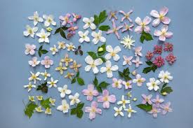 From rainbow hybridizing gardens catalog 1963: The Rhs Twitter à²¨à²² à²² Mountain Clematis Clematis Montana And Its Selections Can Make Spectacular Additions To Gardens They Are Versatile Variable And Undemanding This Plate Includes Clematis Giant Star Marilyn