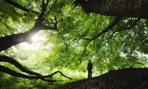 Image result for nature