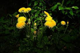 Fiori gialli spontanei inverno / numerosi sono i fiori invernali spontanei che possiamo vedere girando nel territorio del sud est milanese gallery natura 7giorni. Dente Di Leone Fiori Giallo Denti Di Leone Pianta Prato Fiore Appuntito Fiori Gialli Estate Avvicinamento Fiori Selvatici Gialli Pikist