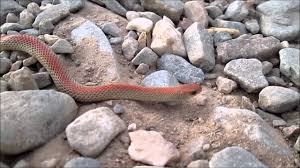 North american snakes map provides you detailed answers for free. Western Ground Snake Not A Red Racer Youtube