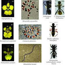 Biology the resemblance of one organism to another or to an. The Range Of Mimetic Precision Across Different Mimicry Complexes The Download Scientific Diagram