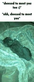 Cheesed To Meet You Gif Cheesed To Meet You Discover Share Gifs