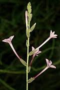 Image result for Plumbago ituriensis