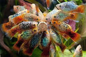Tetapi ikan hias air tawar ini tidak hanya dipelihara saja, kini banyak juga orang yang membudidayakannya dan menjadikannya salah satu peluang bisnis. Makanan Ikan Hias Alami Segar Dan Buatan Terbaik