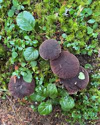 Image result for Xerocomellus diffractus