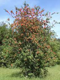 Up to 30 x 10 feet also known as chilean firebush. Embothrium Coccineum Alchetron The Free Social Encyclopedia