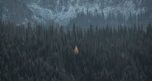 Terrain — LONOGRAPHY