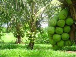 The absolute best coconut water comes straight from a coconut tree. Coconut Water Brazil Youtube